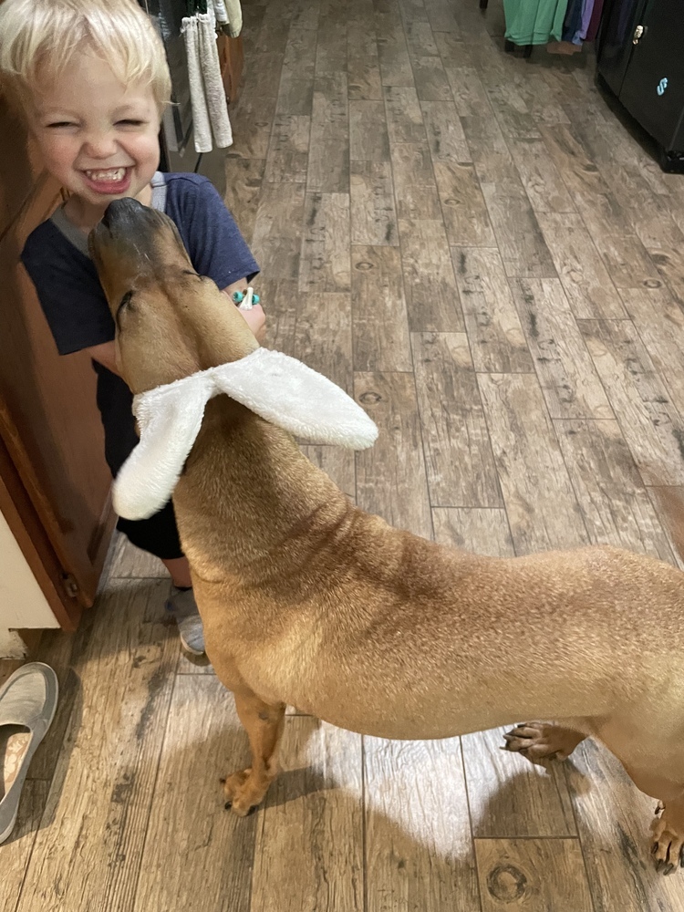 Lucy 2, an adoptable Shar-Pei in Brewster , NY, 10509 | Photo Image 5