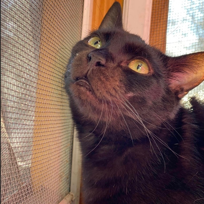 Boo, a Adoptable mixed breed in Hughesville, MD image 1/12