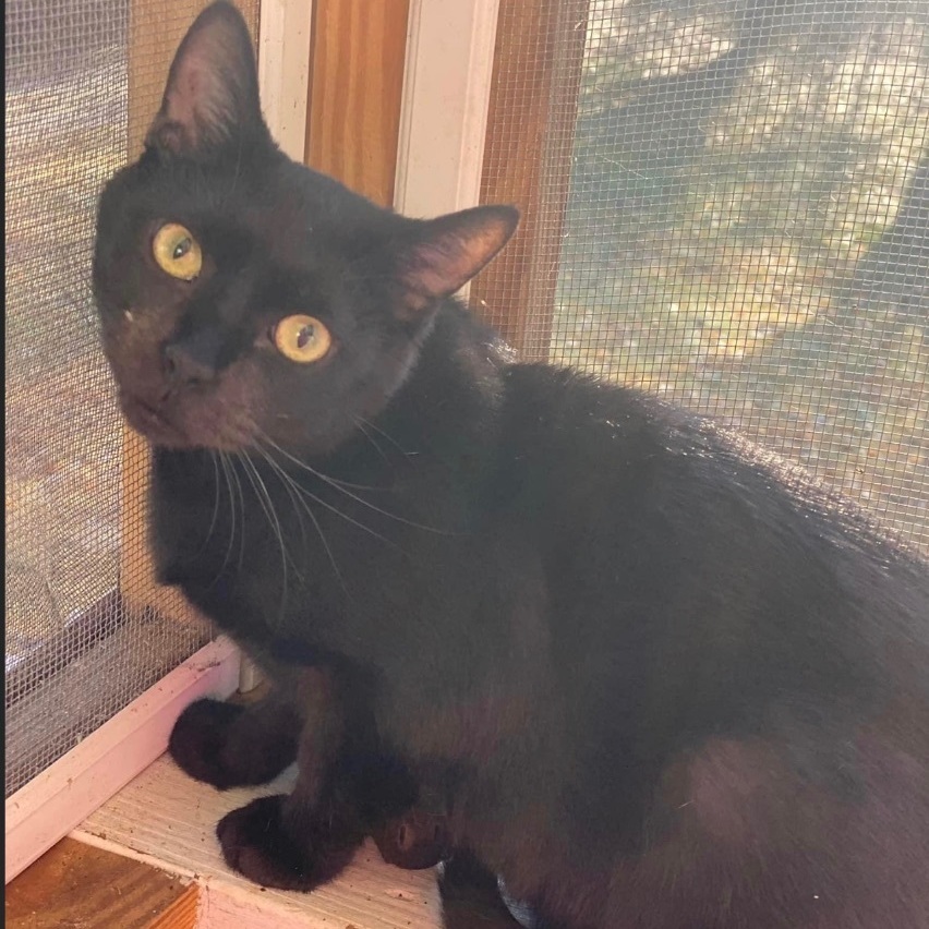 Boo, a Adoptable mixed breed in Hughesville, MD image 2/12