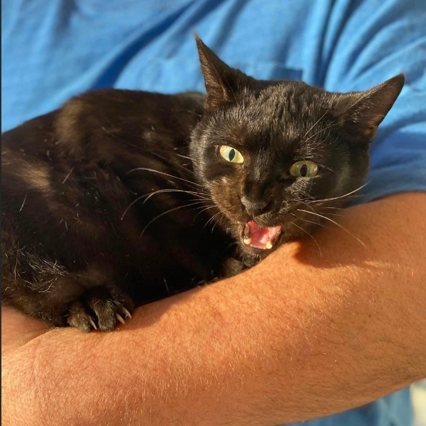 Boo, a Adoptable mixed breed in Hughesville, MD image 3/12