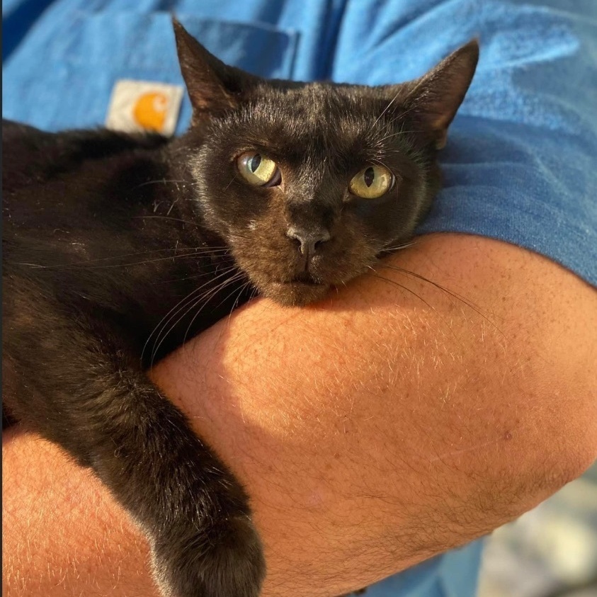 Boo, Adoptable, Adult Female Domestic Short Hair.