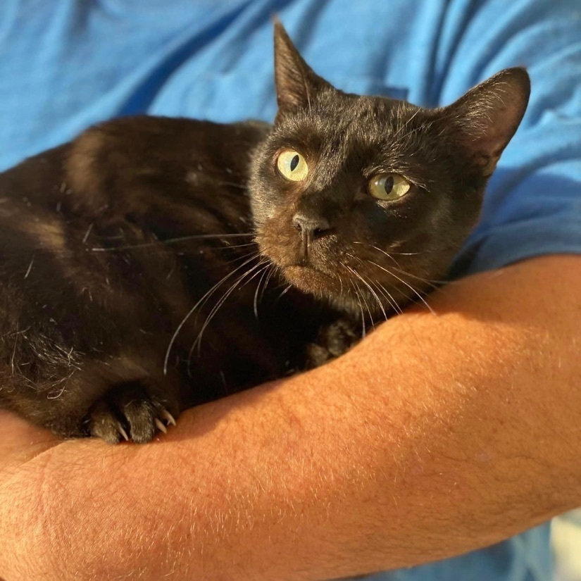 Boo, a Adoptable mixed breed in Hughesville, MD image 5/12