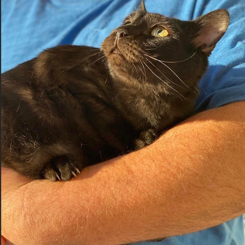 Boo, a Adoptable mixed breed in Hughesville, MD image 6/12