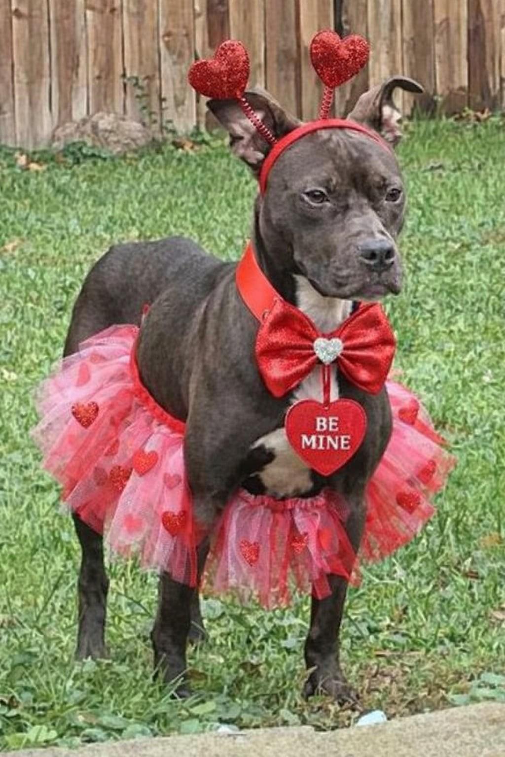 Wendy, ADOPTABLE, Adult Female Pit Bull Terrier.