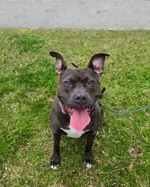 Wendy, ADOPTABLE, Adult Female Pit Bull Terrier.