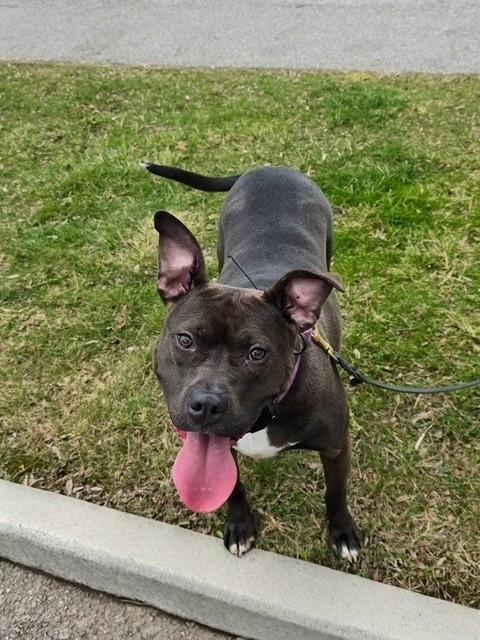 Enlarge Wendy, a ADOPTABLE Pit Bull Terrier in Parma Heights, OH image 2/3