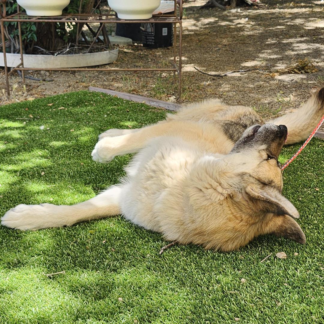 Maui, an adopted mixed breed in Burbank, CA image 3/6