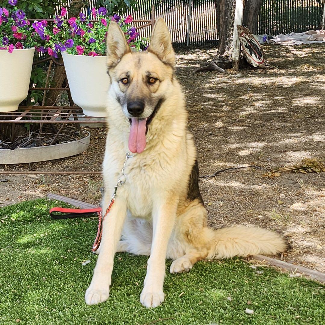 Maui, an adopted mixed breed in Burbank, CA image 1/6