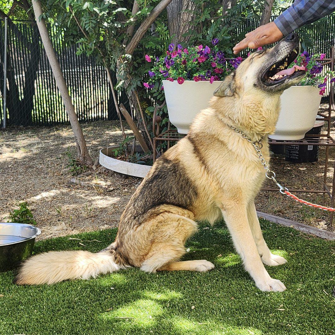 Maui, an adopted mixed breed in Burbank, CA image 6/6