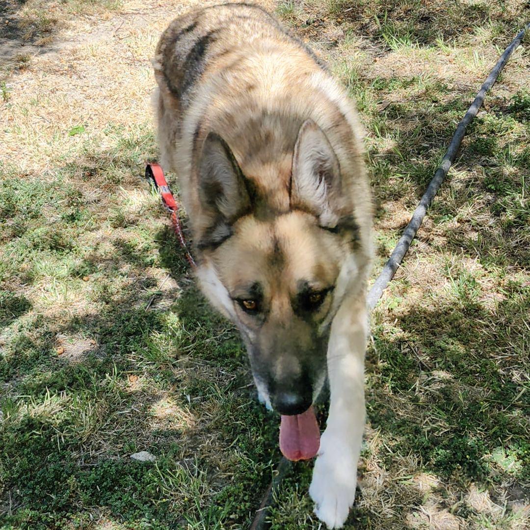 Maui, an adopted mixed breed in Burbank, CA image 4/6