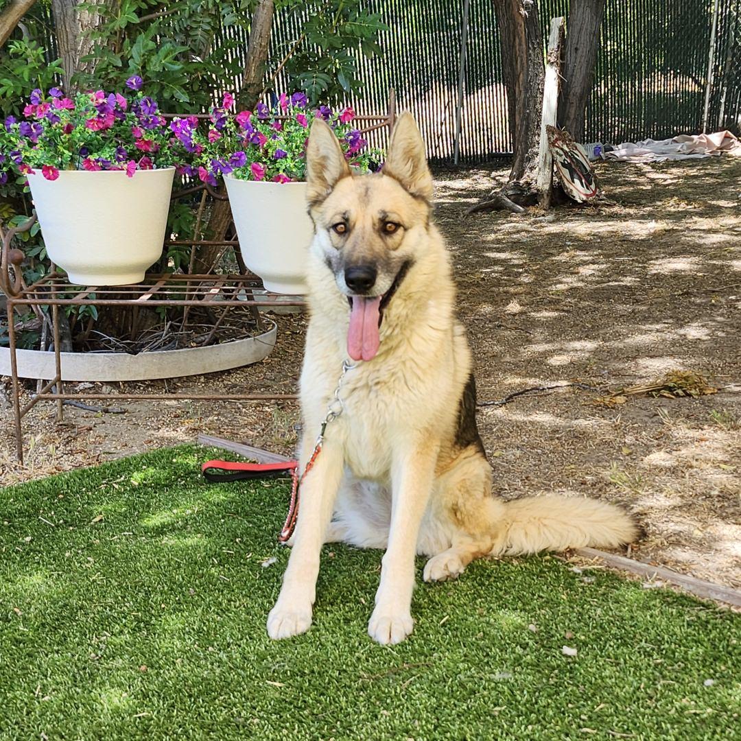 Maui, an adopted mixed breed in Burbank, CA image 5/6