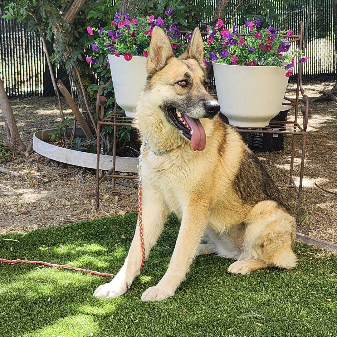 Maui, an adopted mixed breed in Burbank, CA image 2/6