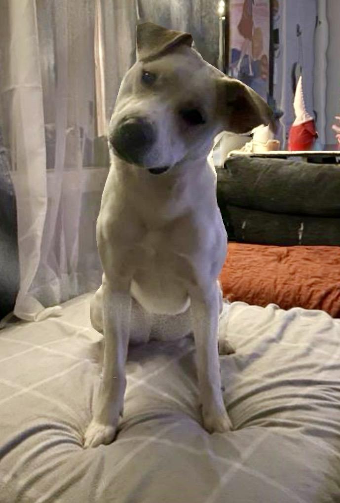 Christiana, a ADOPTABLE mixed breed in Wappingers Falls, NY image 2/2