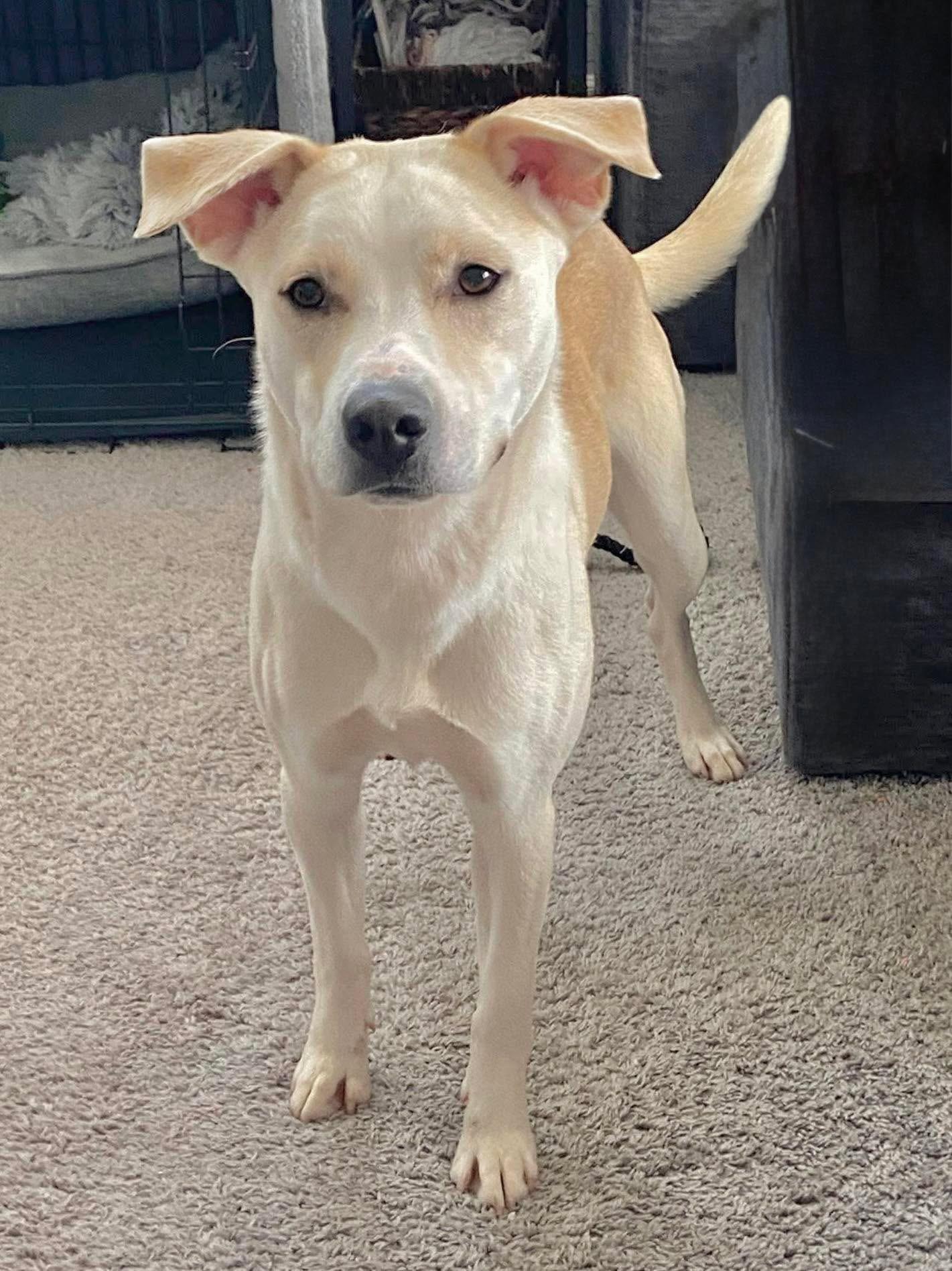 Christiana, ADOPTABLE, Adult Female Carolina Dog & Labrador Retriever.