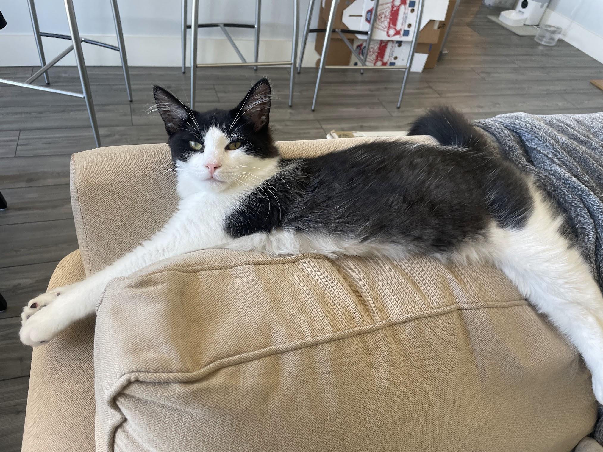 Charlie, a Adoptable Domestic Medium Hair in San Francisco, CA image 5/5