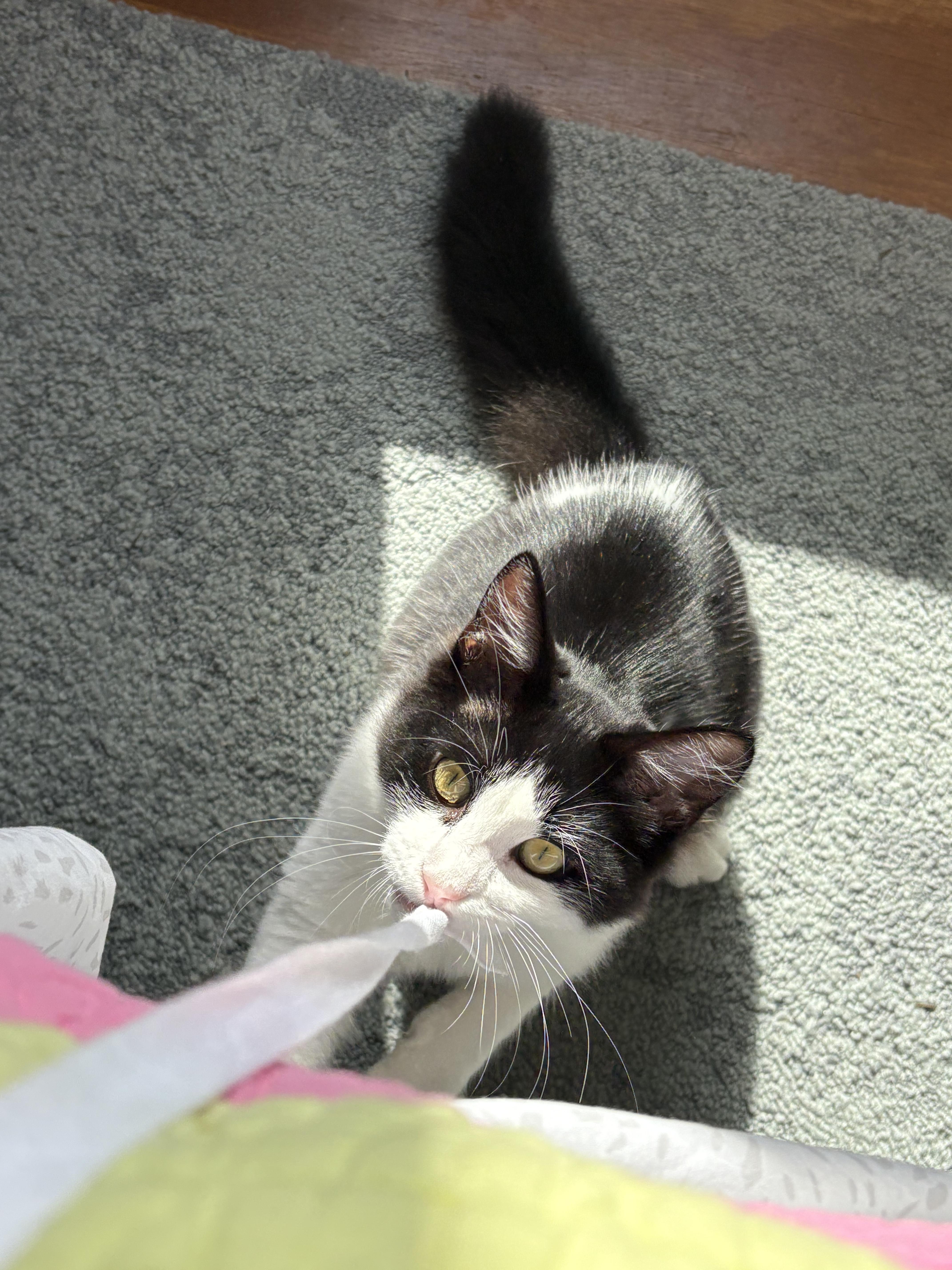 Charlie, a Adoptable Domestic Medium Hair in San Francisco, CA image 3/5