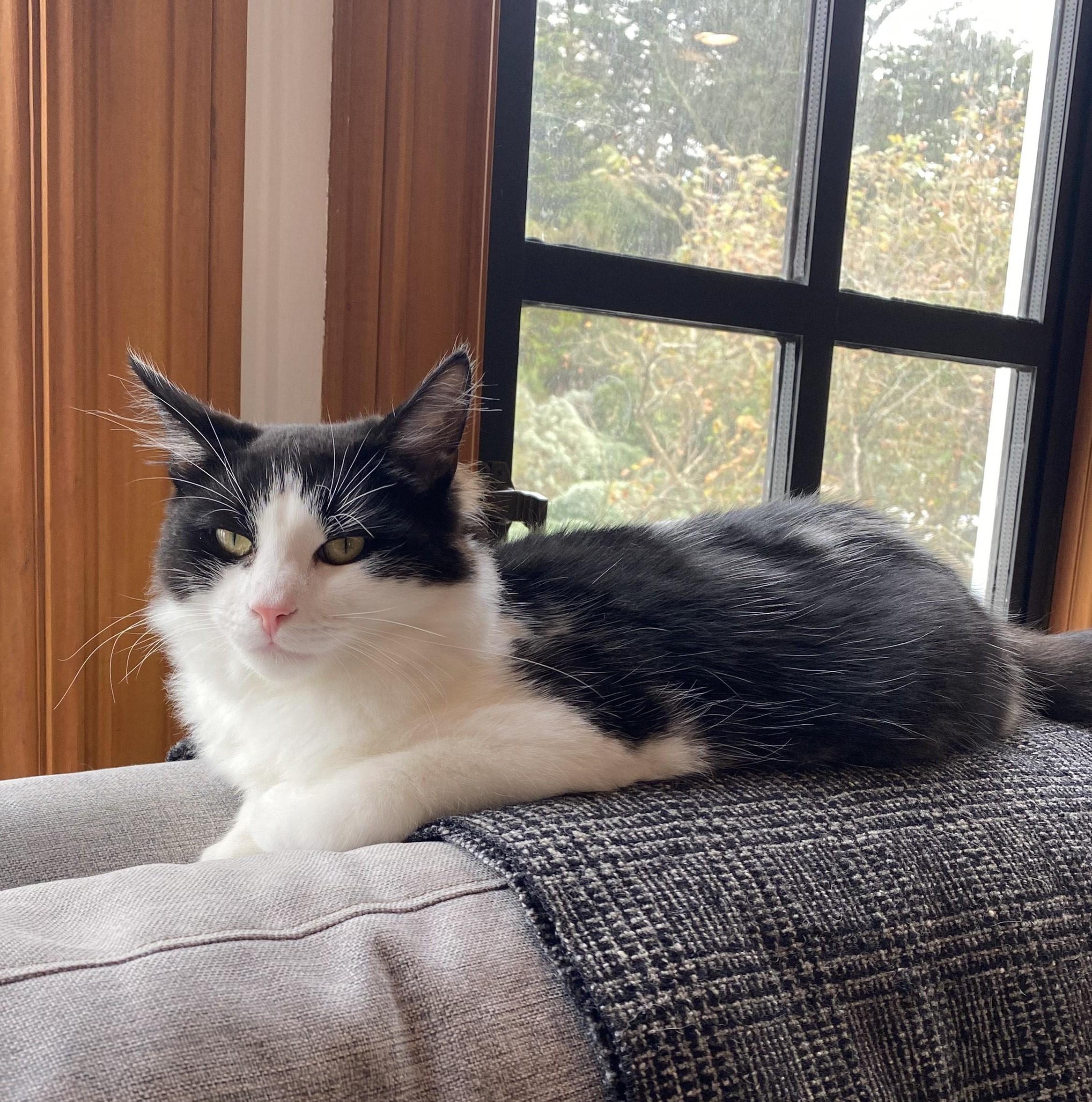 Charlie, a Adoptable Domestic Medium Hair in San Francisco, CA image 1/5