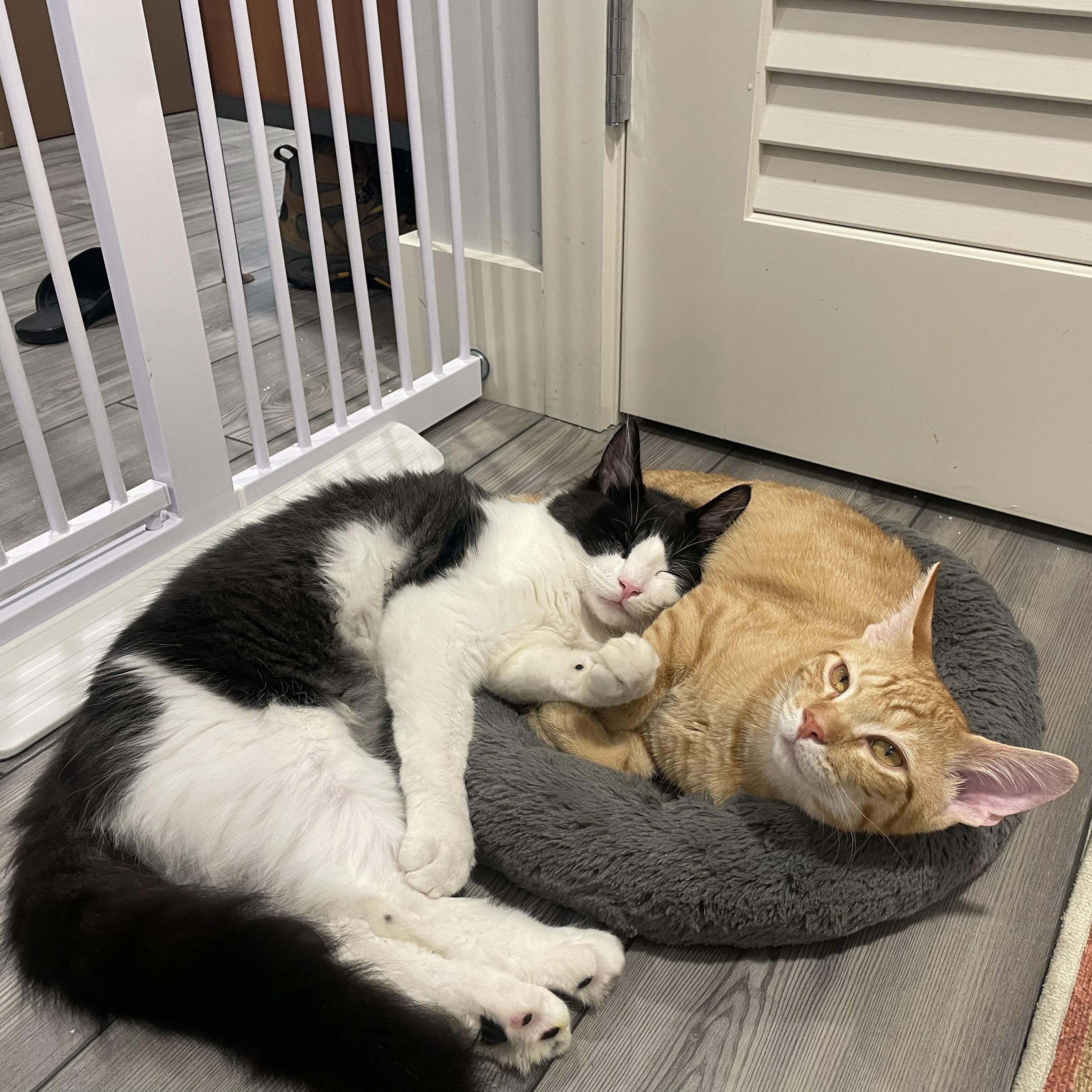 Charlie, a Adoptable Domestic Medium Hair in San Francisco, CA image 4/5