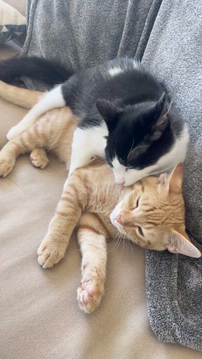 Enlarge Charlie, a Adoptable Domestic Medium Hair in San Francisco, CA video 2/5