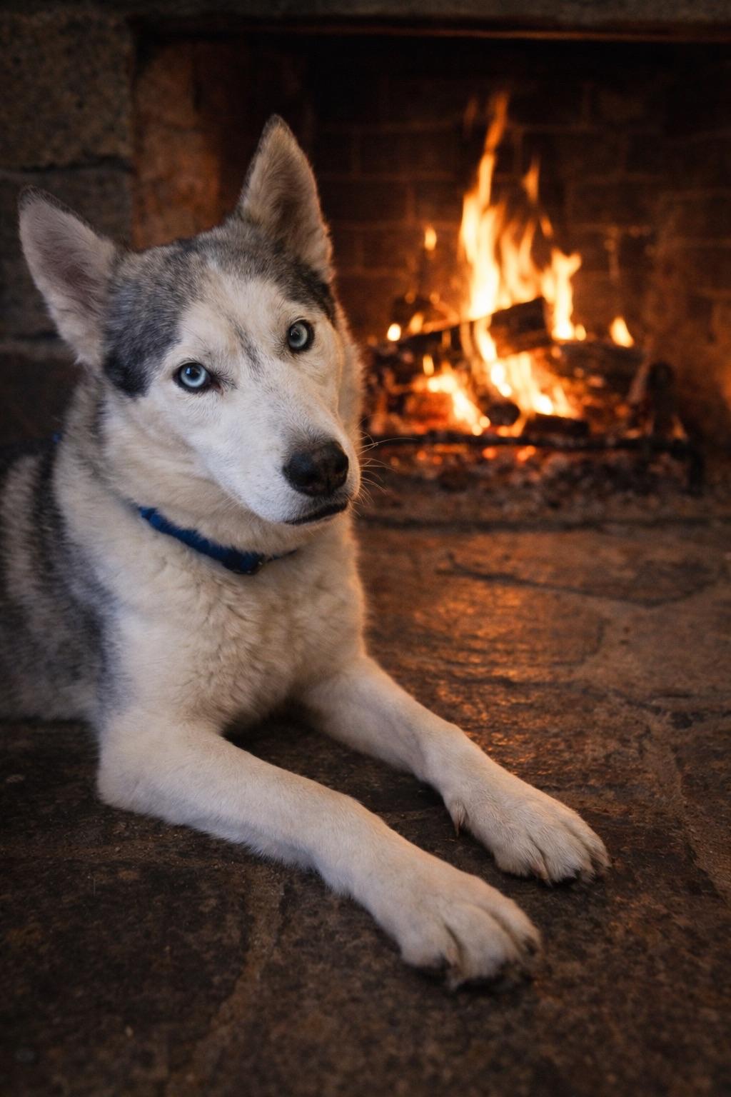 Enlarge Storm, an adopted Husky in Tukwila, WA image 6/6