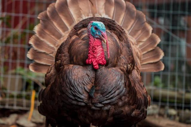 Enlarge Frank, a Adoptable Turkey in Sultan, WA image 1/1