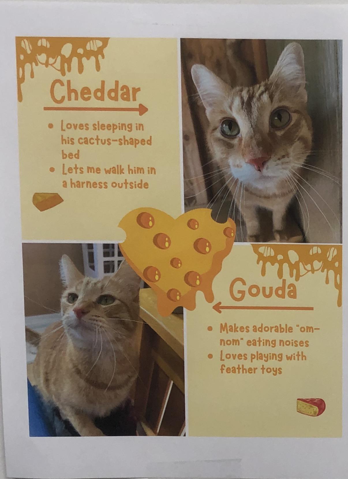 Enlarge Two Cheesy Boys Need A Furrever Home, a ADOPTABLE Domestic Short Hair in Marysville, WA image 1/1