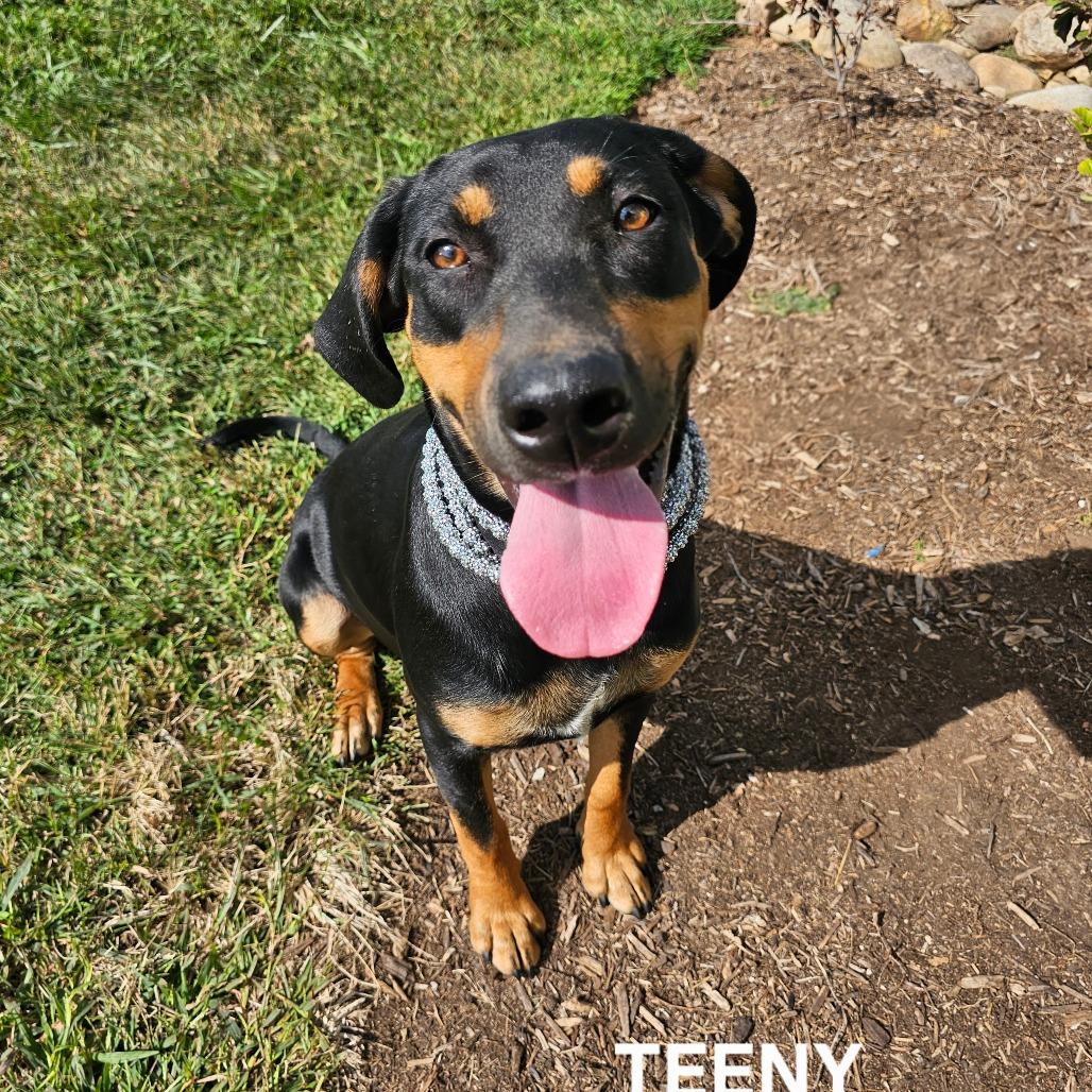 Enlarge Teeny, a Adoptable mixed breed in Madisonville, TN image 1/6