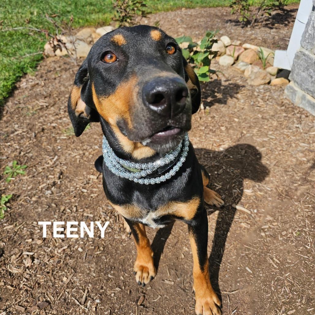 Enlarge Teeny, a Adoptable mixed breed in Madisonville, TN image 2/6