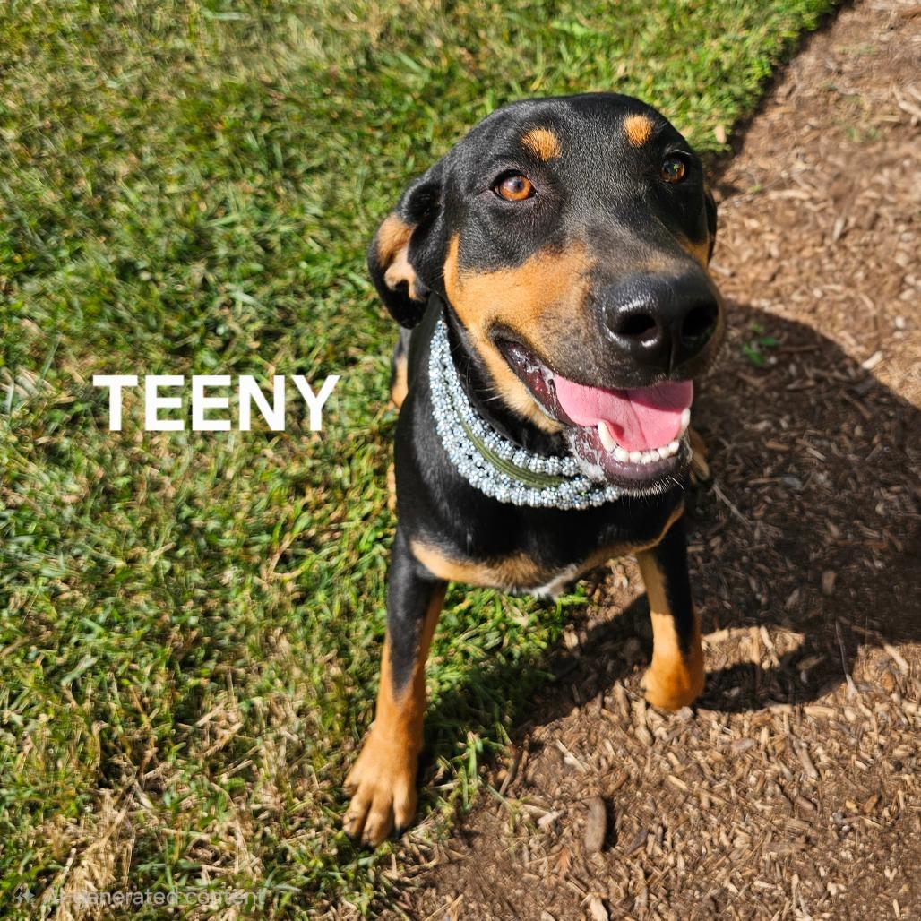 Enlarge Teeny, a Adoptable mixed breed in Madisonville, TN image 3/6