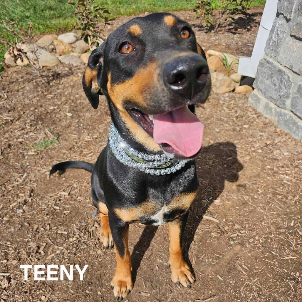 Enlarge Teeny, a Adoptable mixed breed in Madisonville, TN image 4/6