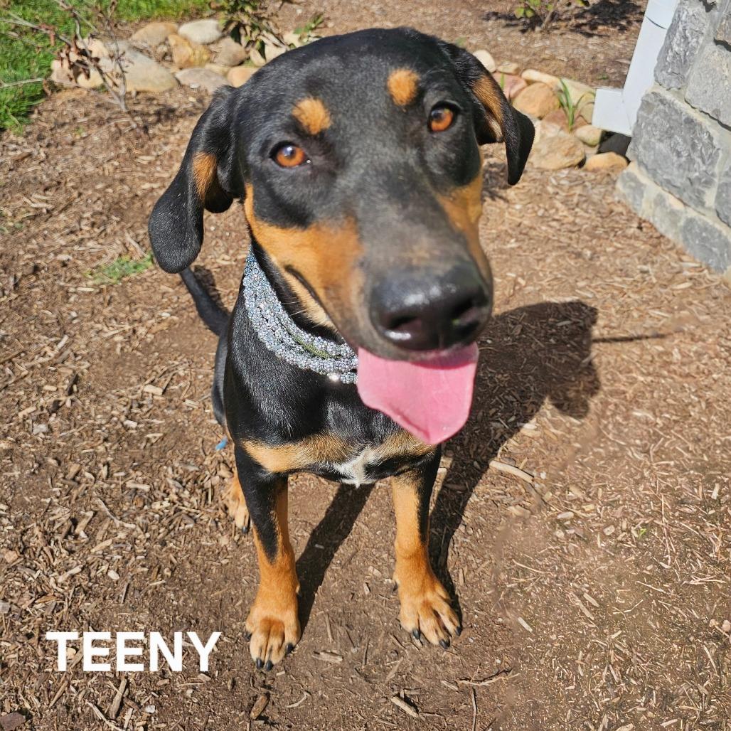 Enlarge Teeny, a Adoptable mixed breed in Madisonville, TN image 5/6