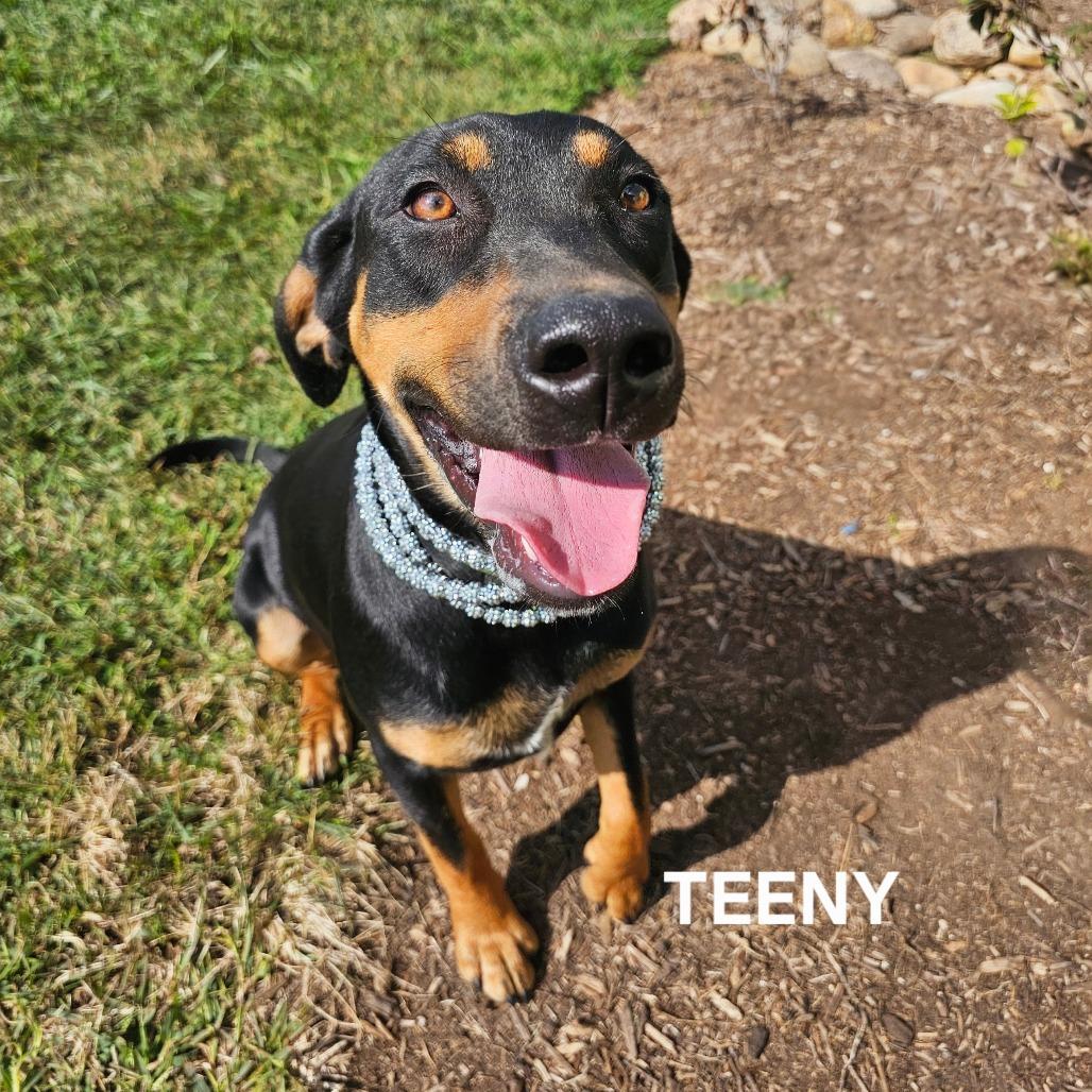 Enlarge Teeny, a Adoptable mixed breed in Madisonville, TN image 6/6