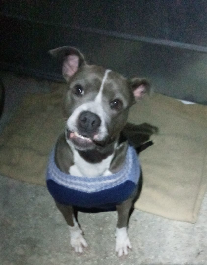 Enlarge Sweet Pea, a Adopted Pit Bull Terrier in BREWTON, AL image 1/4