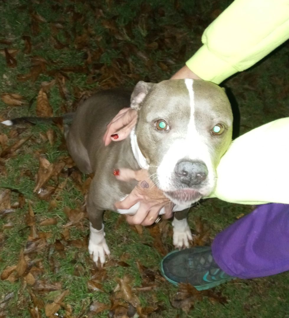 Enlarge Sweet Pea, a Adopted Pit Bull Terrier in BREWTON, AL image 2/4