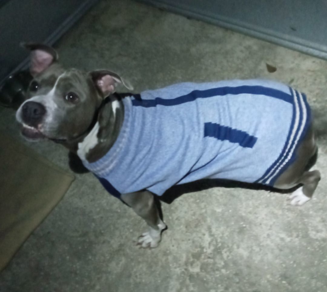 Enlarge Sweet Pea, a Adopted Pit Bull Terrier in BREWTON, AL image 3/4