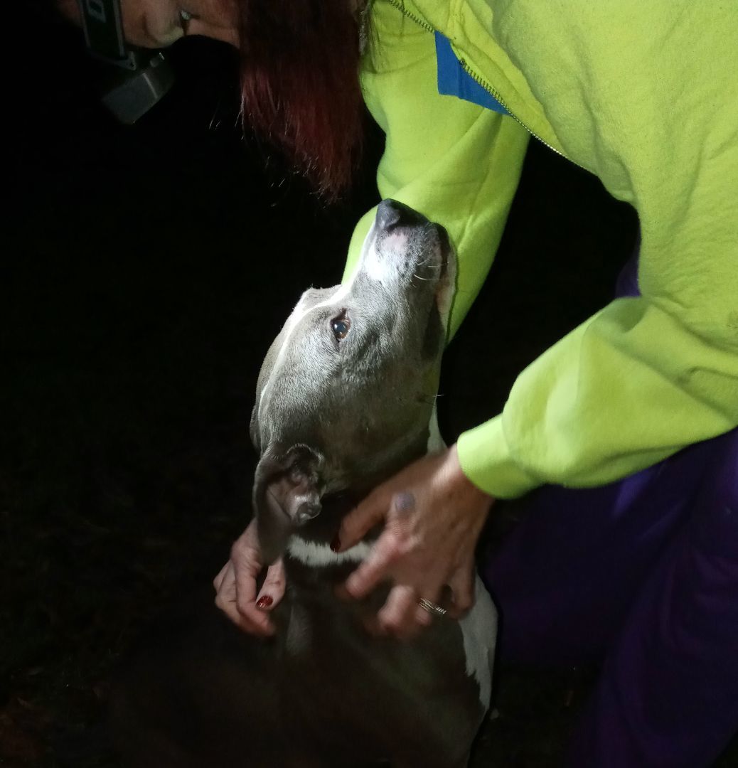 Enlarge Sweet Pea, a Adopted Pit Bull Terrier in BREWTON, AL image 4/4