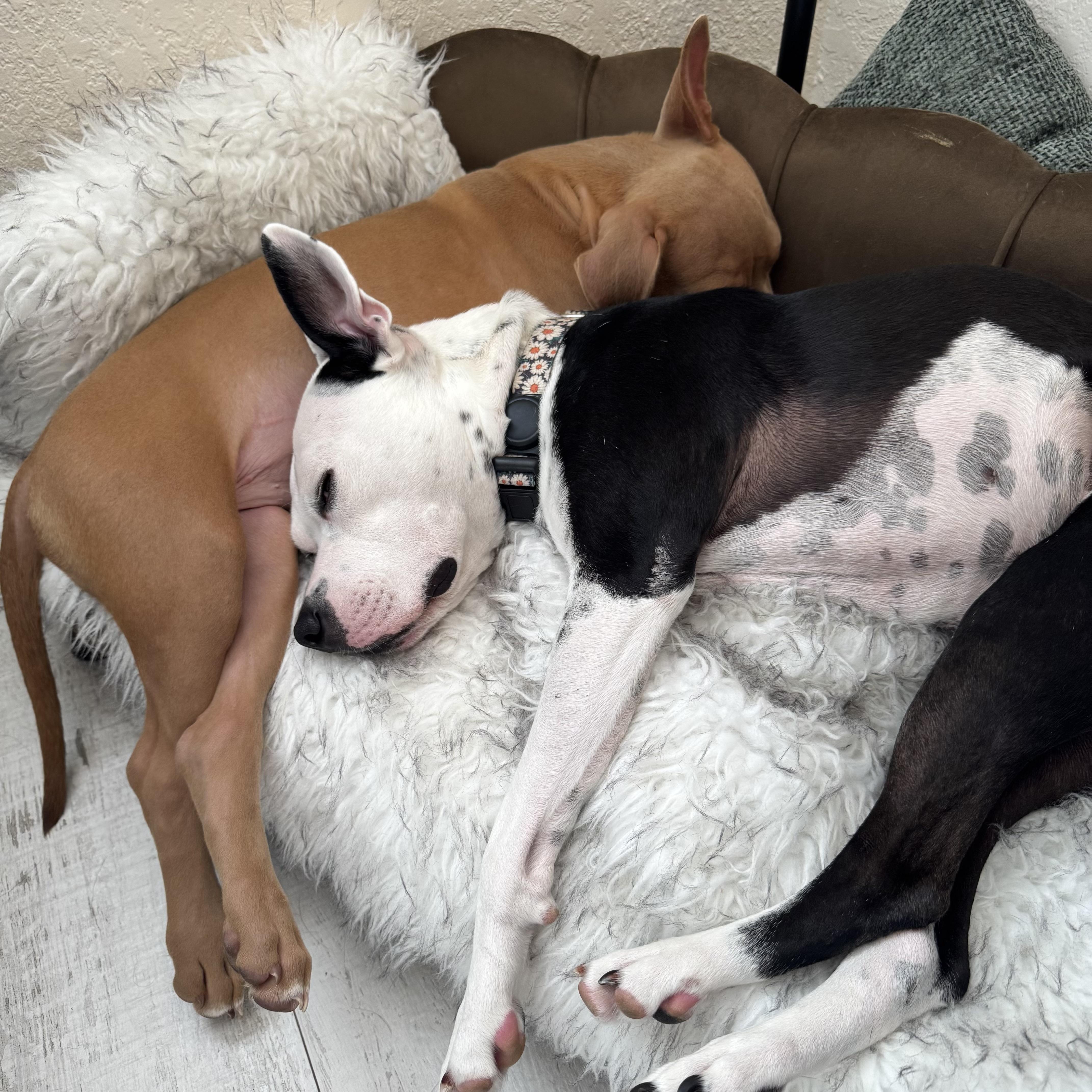 Enlarge Peanut, a Adoptable Pit Bull Terrier in Loxahatchee, FL image 1/6