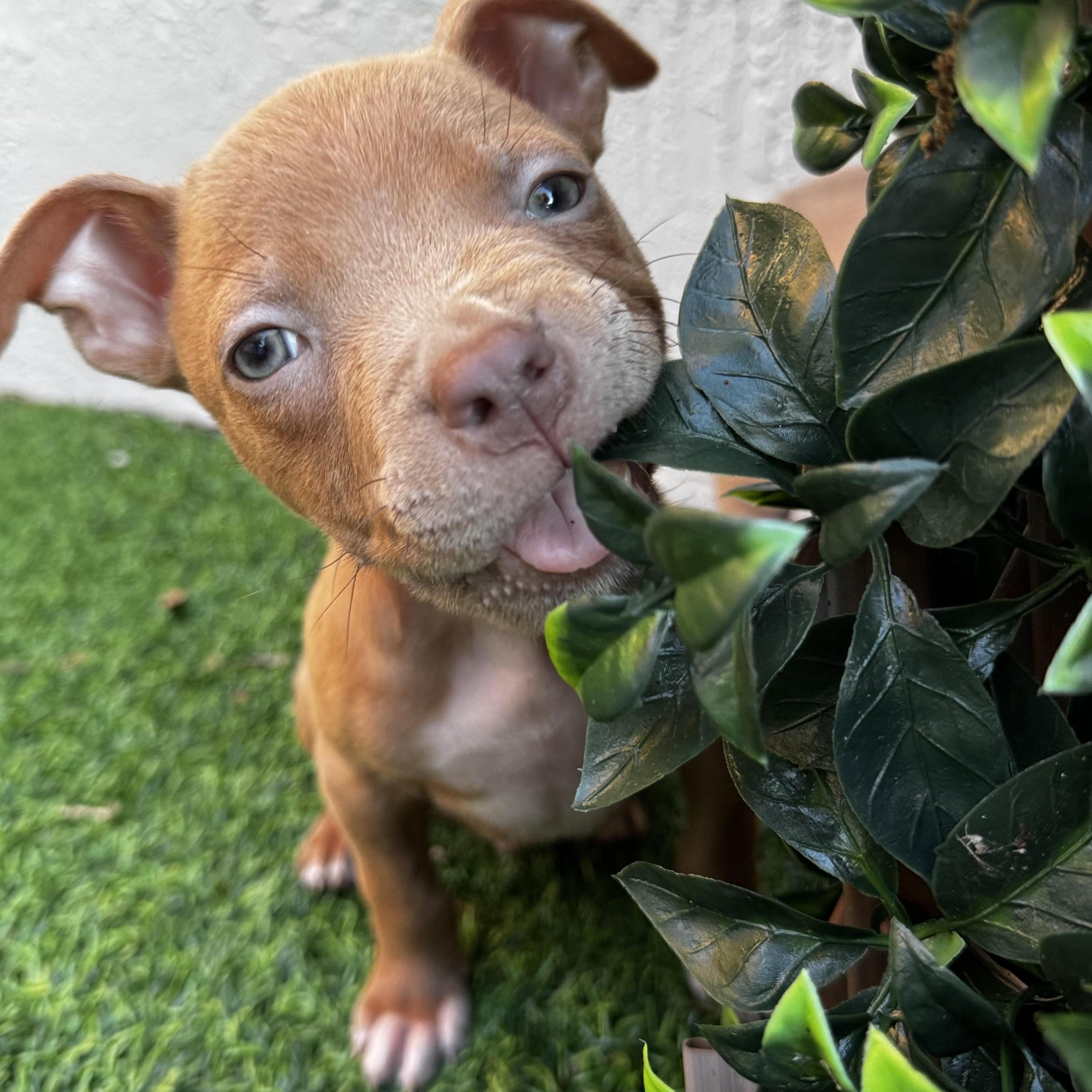 Enlarge Peanut, a ADOPTABLE Pit Bull Terrier in Miramar, FL image 2/6