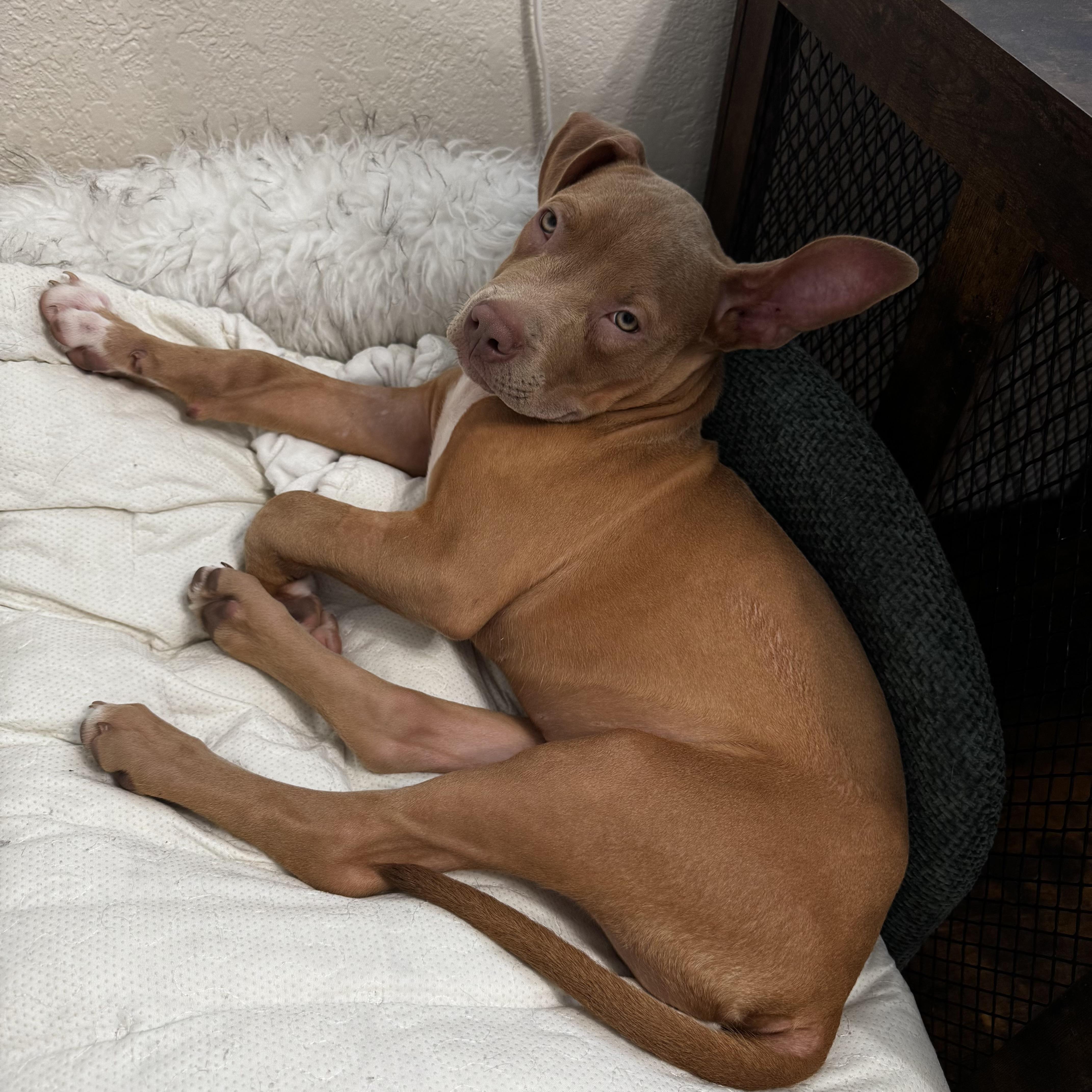 Enlarge Peanut, a Adoptable Pit Bull Terrier in Loxahatchee, FL image 2/6
