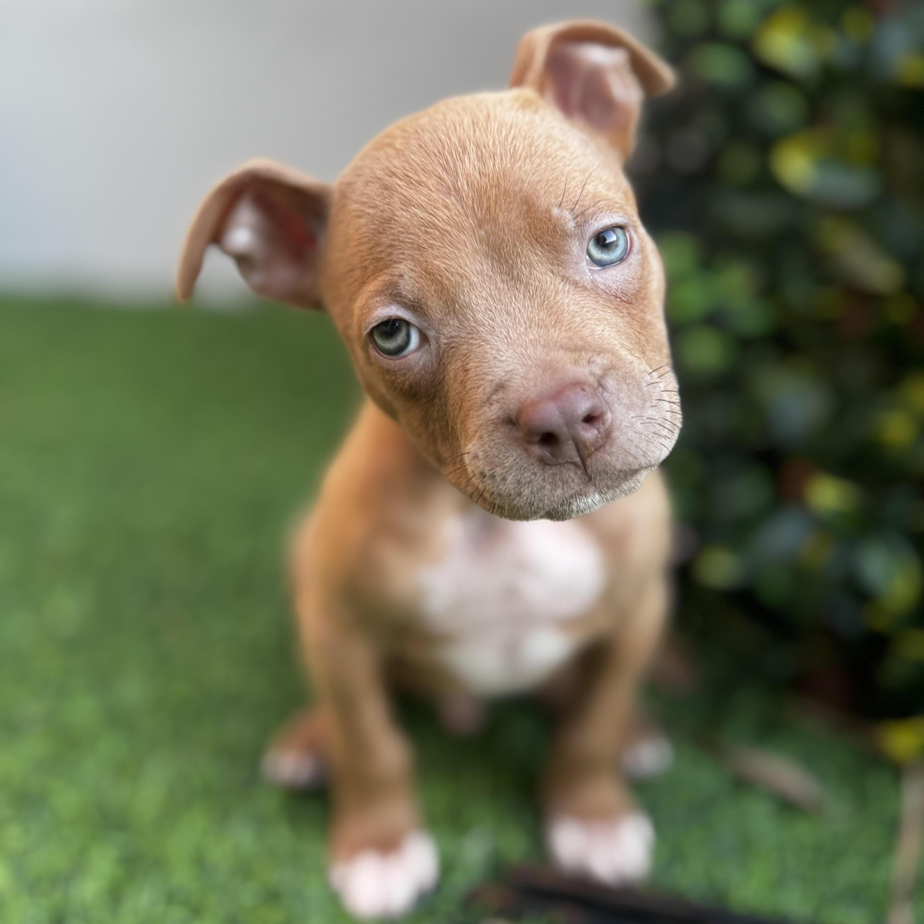 Enlarge Peanut, a ADOPTABLE Pit Bull Terrier in Miramar, FL image 4/6