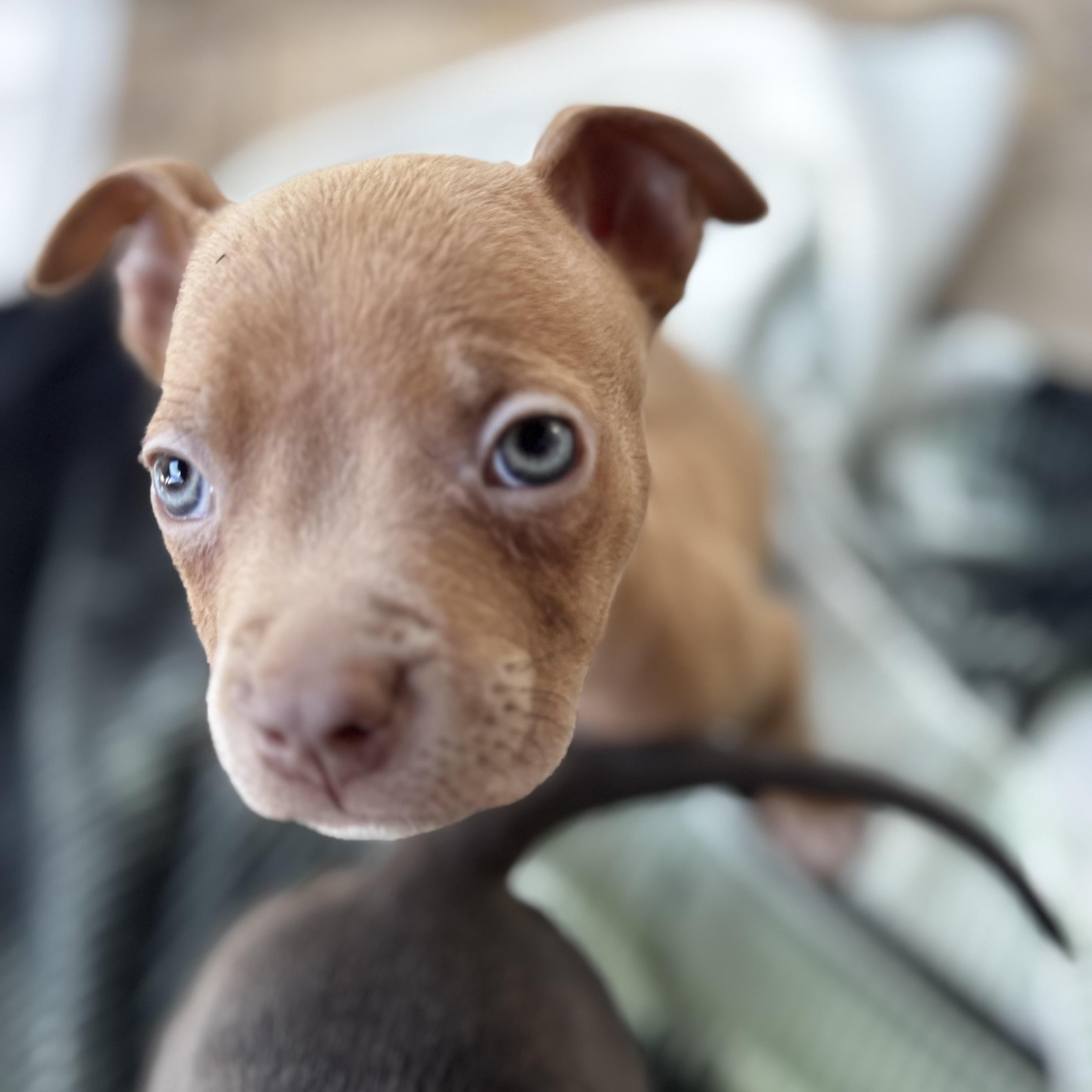 Enlarge Peanut, a ADOPTABLE Pit Bull Terrier in Miramar, FL image 3/6