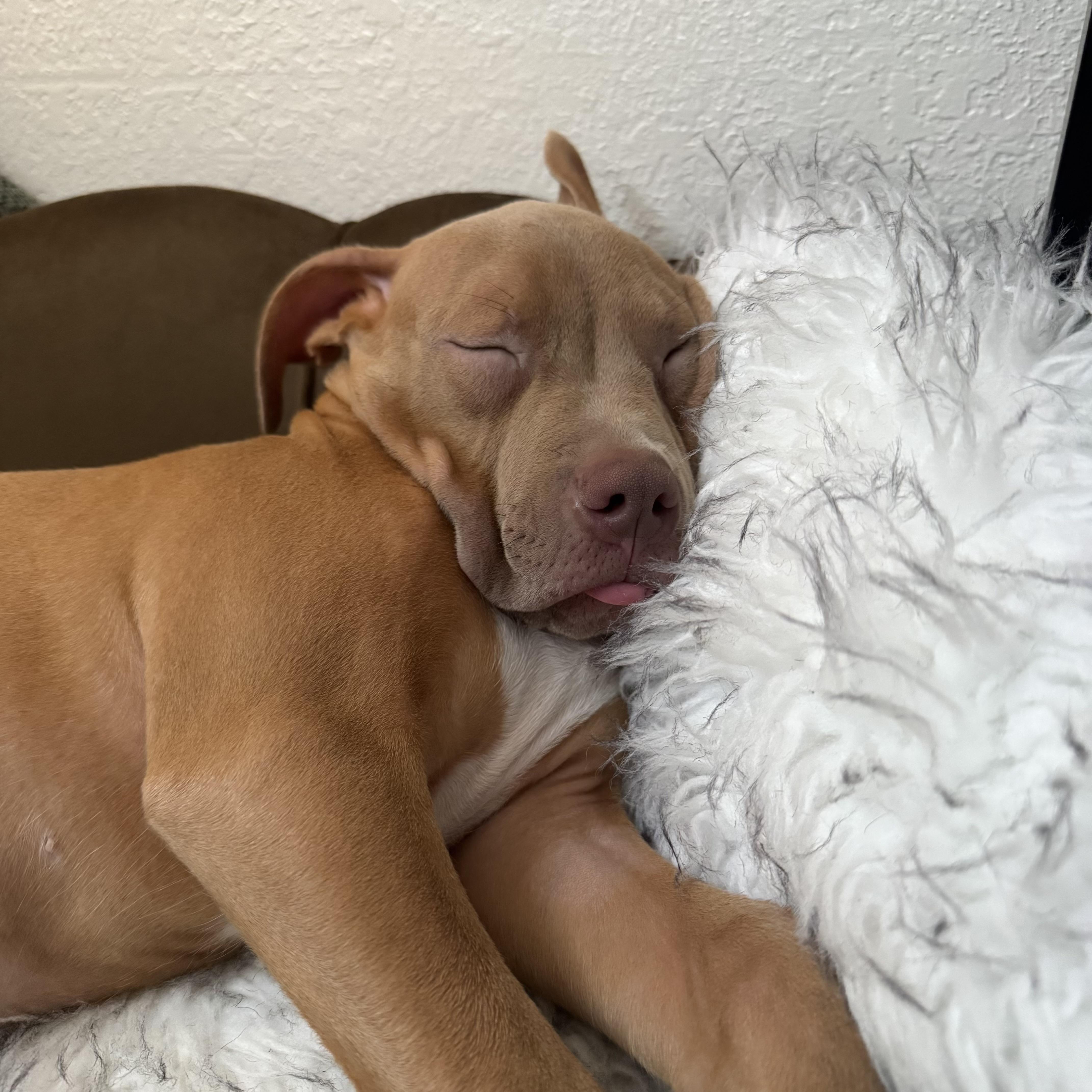 Enlarge Peanut, a Adoptable Pit Bull Terrier in Loxahatchee, FL image 3/6