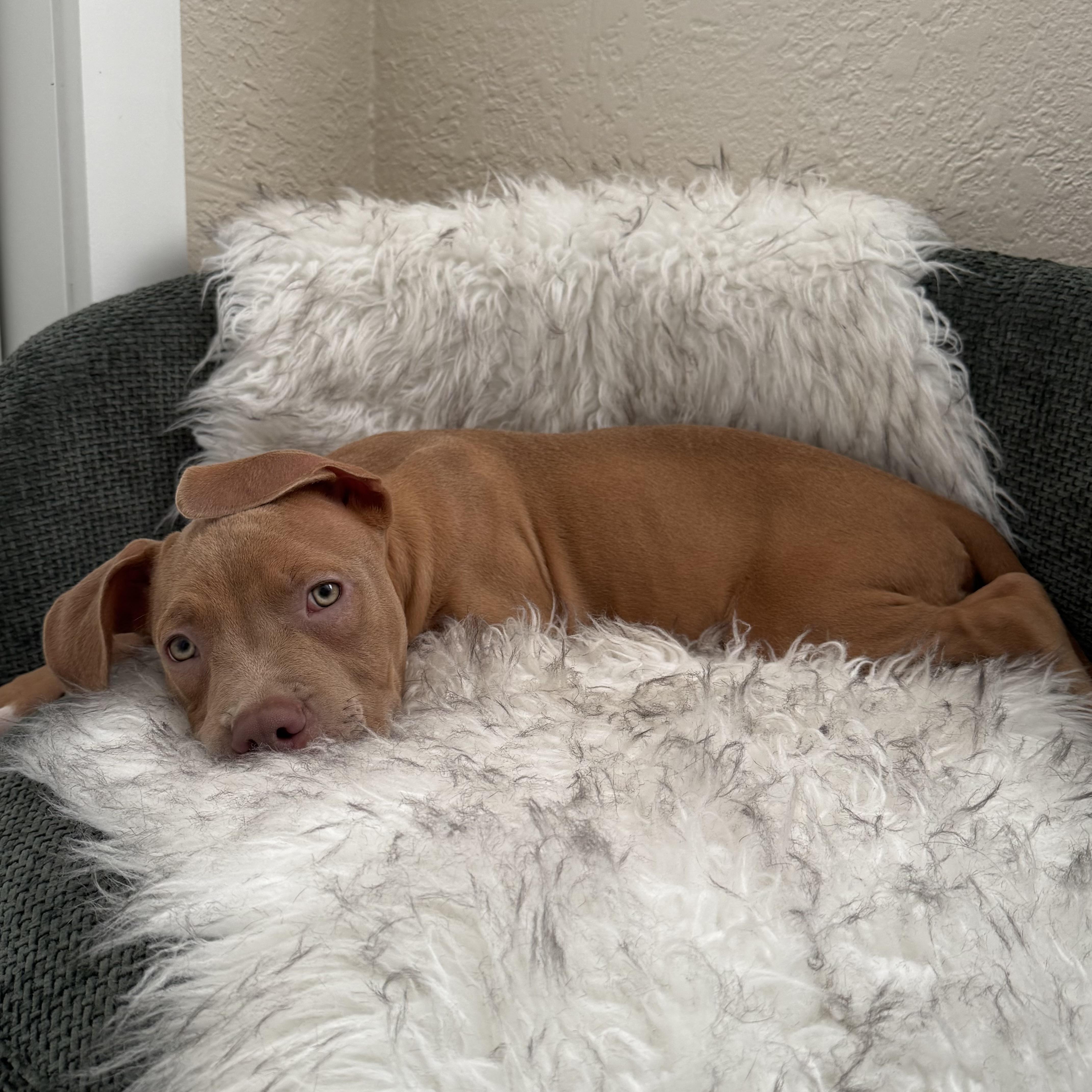 Enlarge Peanut, a Adoptable Pit Bull Terrier in Loxahatchee, FL image 4/6