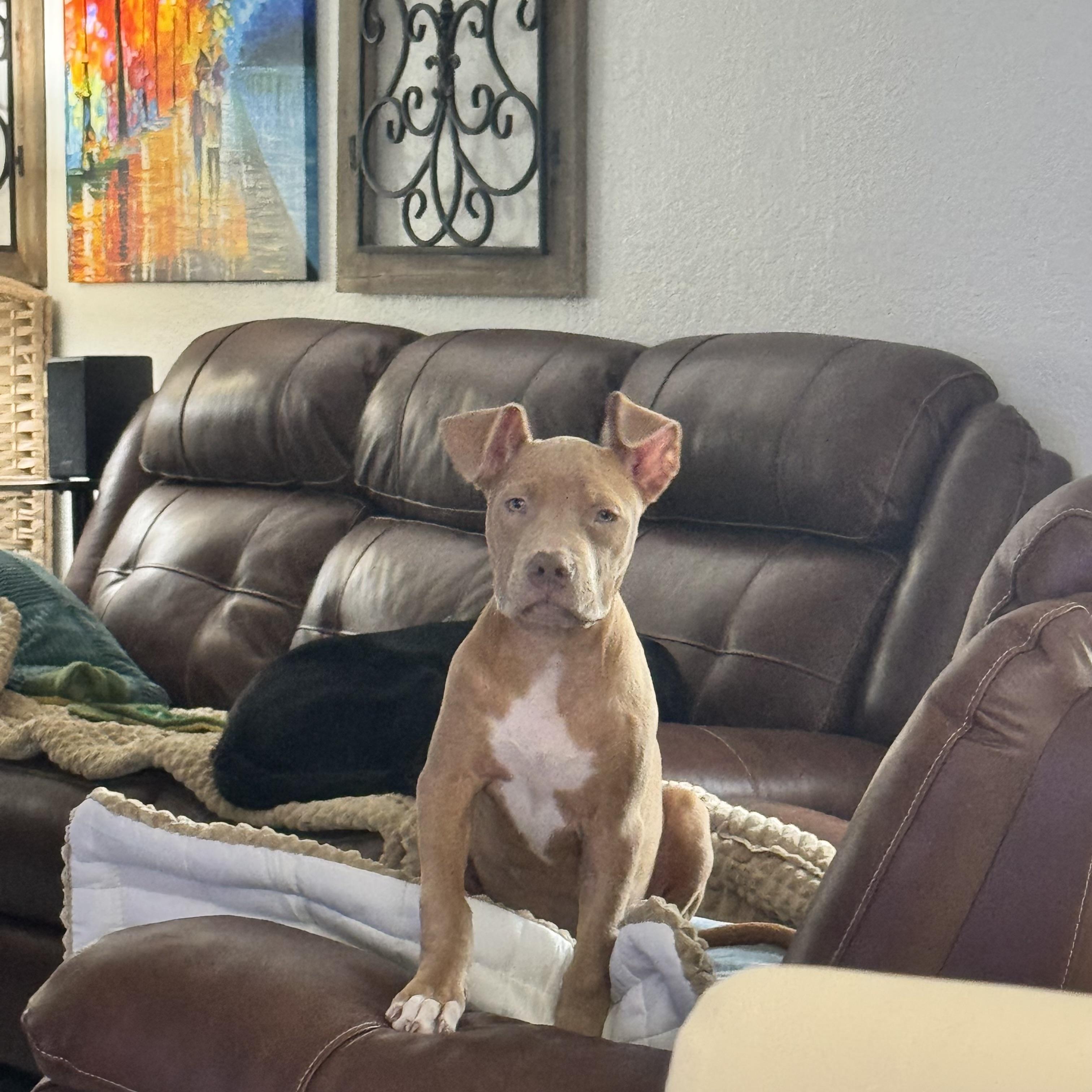 Enlarge Peanut, a Adoptable Pit Bull Terrier in Loxahatchee, FL image 5/6