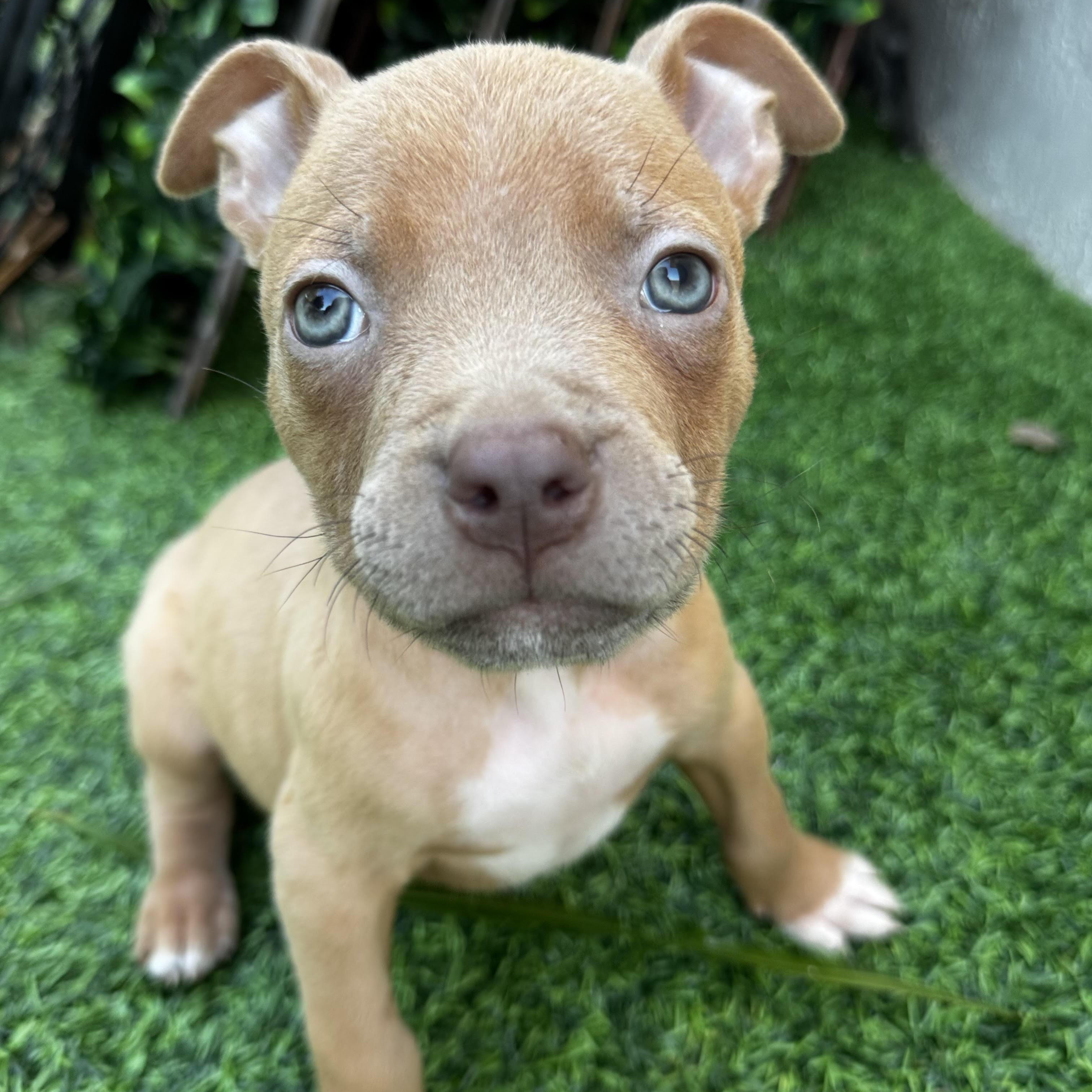 Enlarge Peanut, a ADOPTABLE Pit Bull Terrier in Miramar, FL image 6/6
