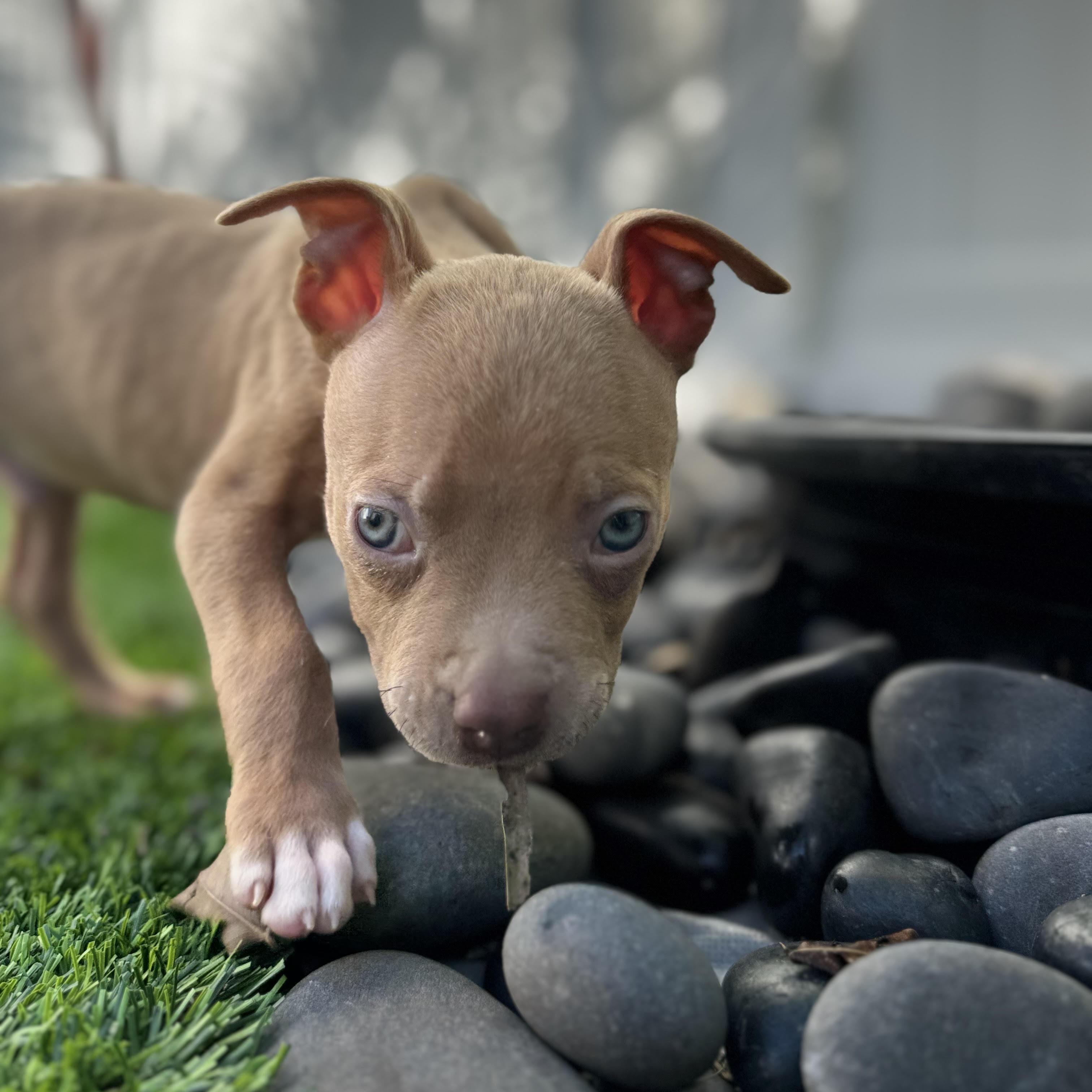Enlarge Peanut, a ADOPTABLE Pit Bull Terrier in Miramar, FL image 5/6