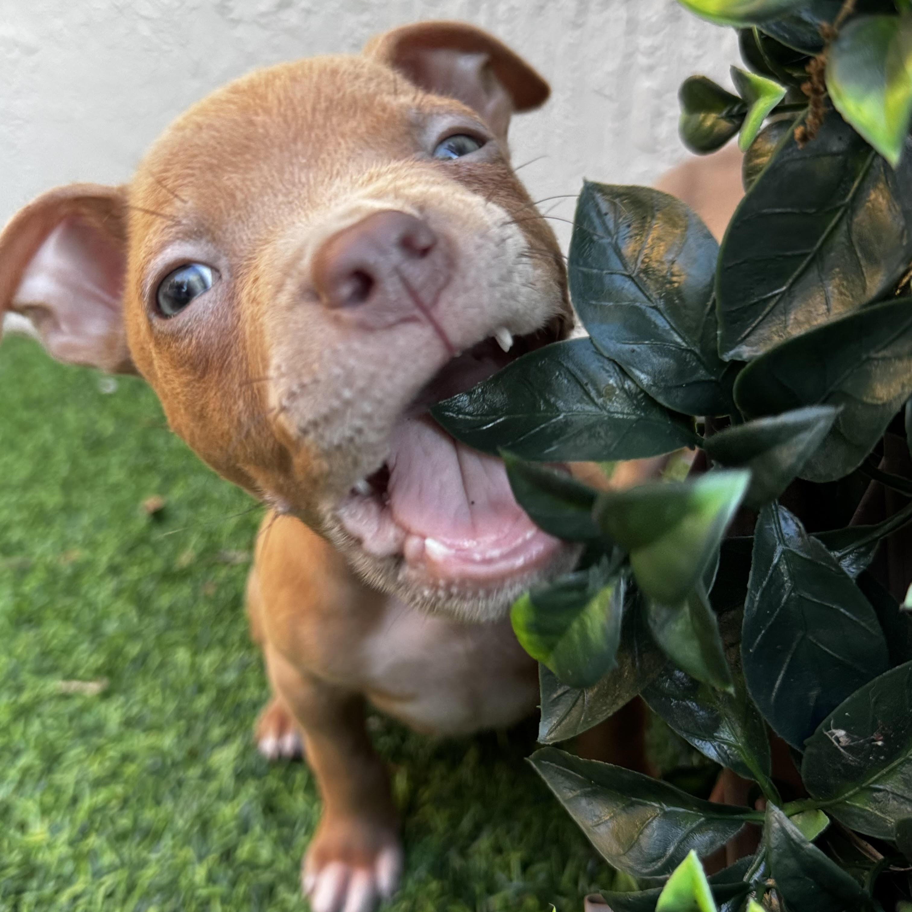 Enlarge Peanut, a ADOPTABLE Pit Bull Terrier in Miramar, FL image 1/6