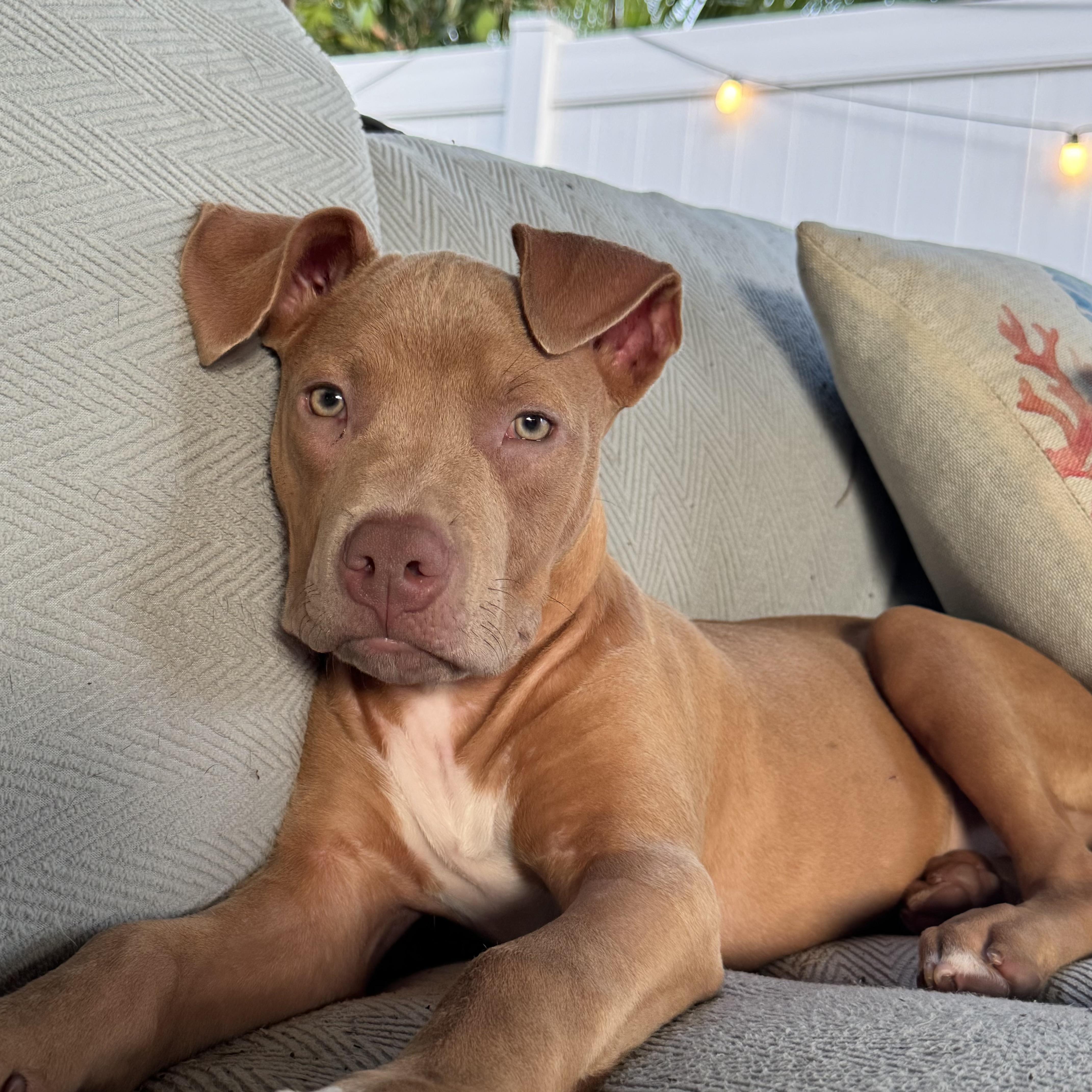 Enlarge Peanut, a Adoptable Pit Bull Terrier in Loxahatchee, FL image 6/6