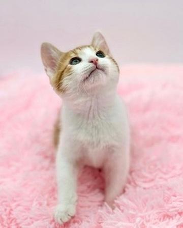 Enlarge Sledgehammer, a Adoptable Domestic Short Hair in Covington, LA image 6/6