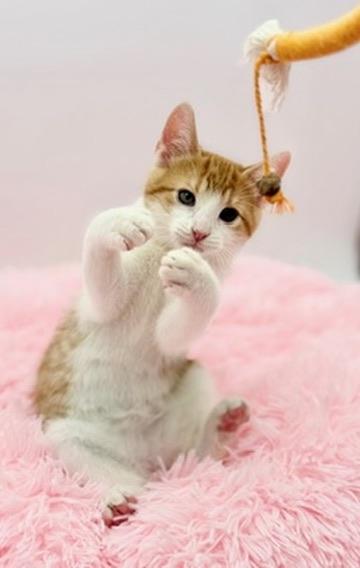 Enlarge Sledgehammer, a Adoptable Domestic Short Hair in Covington, LA image 3/6